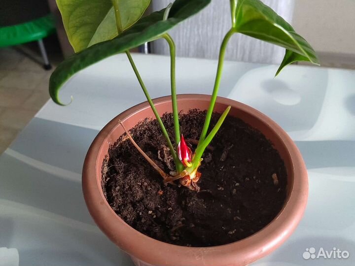 Антуриуммужское счастье скоро зацветет