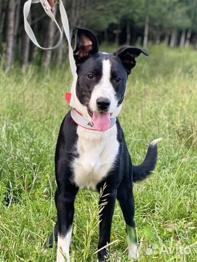 Собака в дар