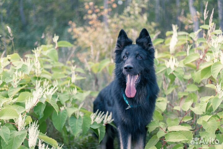 Собака для фотосессии