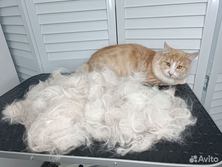 Стрижка собак и кошек