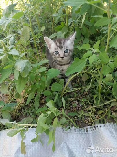 Британские котята
