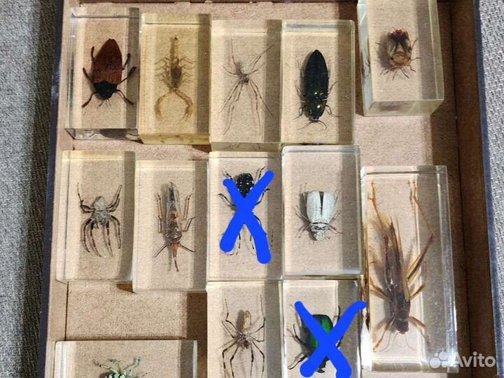 Насекомые в смоле