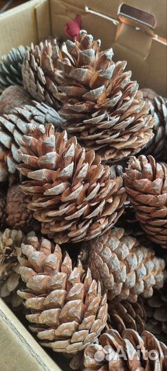 Шишки пицундской сосны
