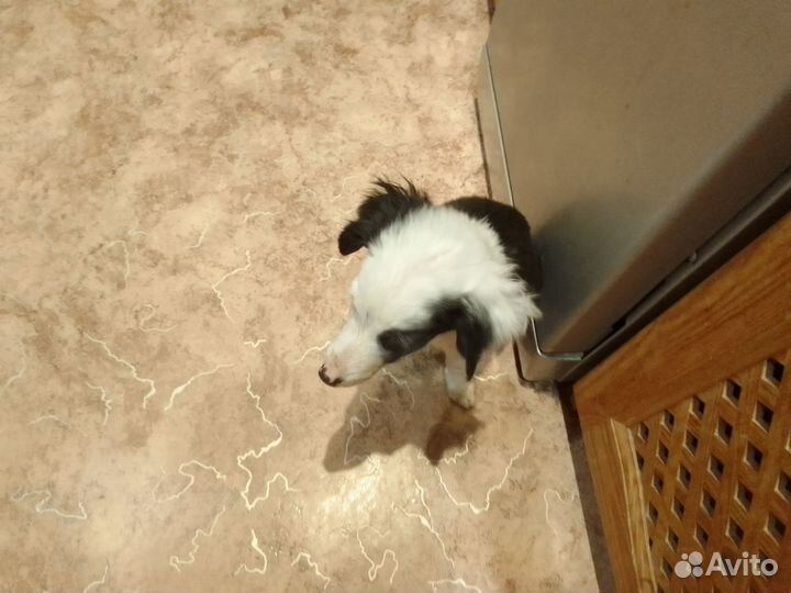 Продам щенки бигли метисы