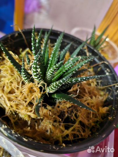 Хавортия, суккулент