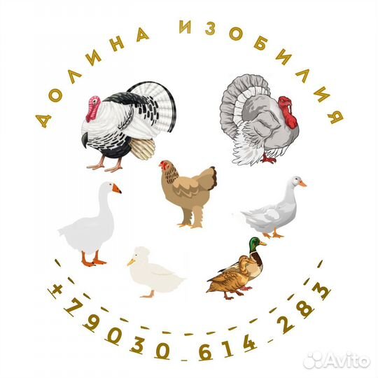 Индюки северокавказские