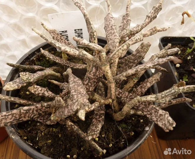 Эуфорбия платиклада