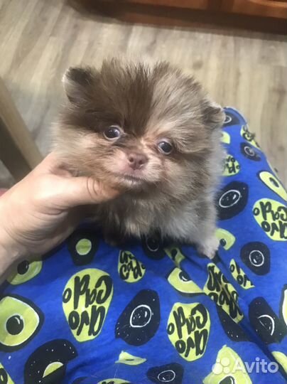 Щенки померанского шпица мини шоколад мерле Кися