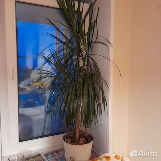 Пальма драцена