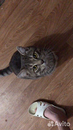 Кот для вязки