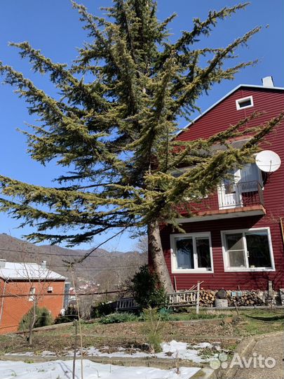 Саженец кедр гималайский