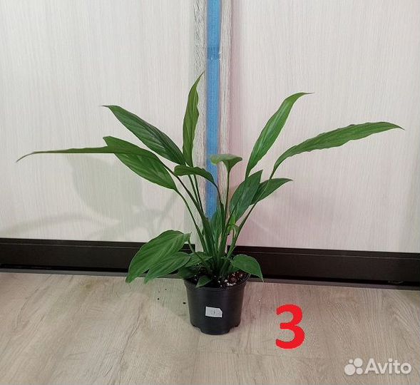 Спатифиллум (Женское счастье)