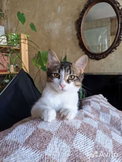 Котенок в добрые руки