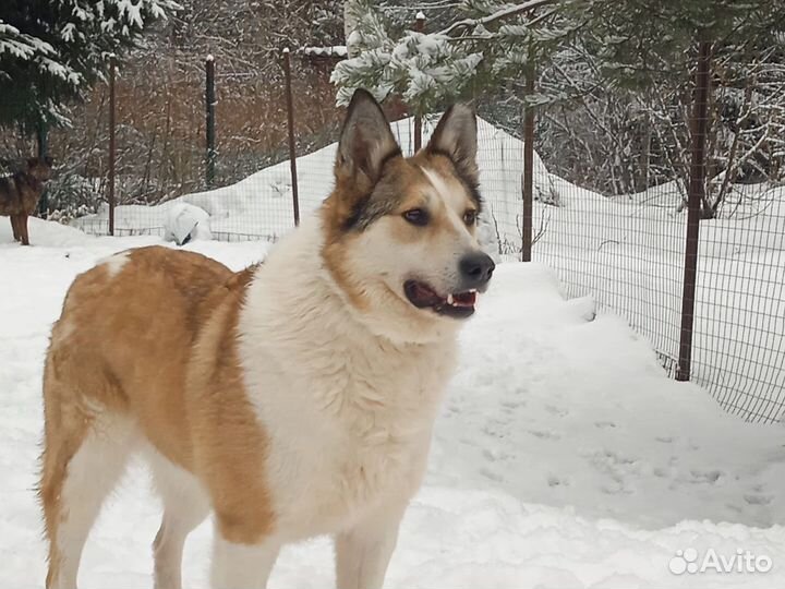 Собака в добрые руки