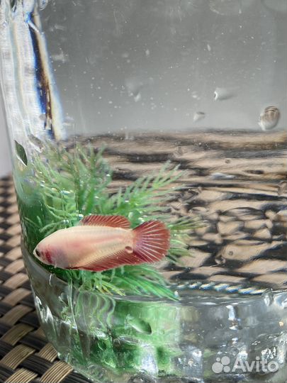 Рыба петушок