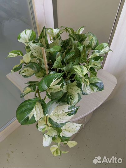 Сциндапсус Марбл Эпл