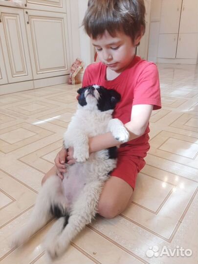 Щенки 2мес Почти Бордер-Колли)