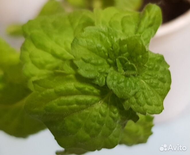 Мята шоколадная, яблочная и др