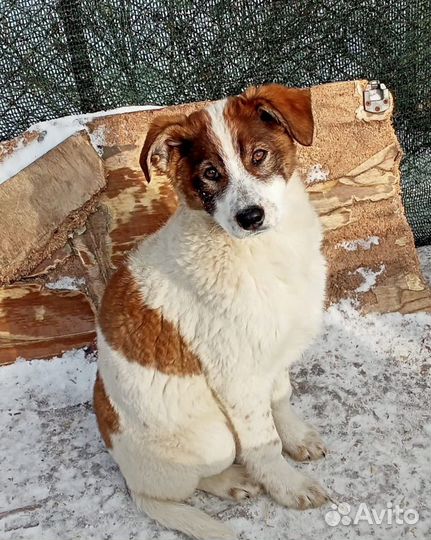 Щенки в добрые руки