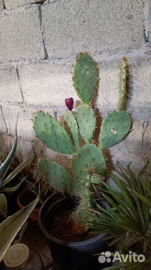 Кактус Опунция