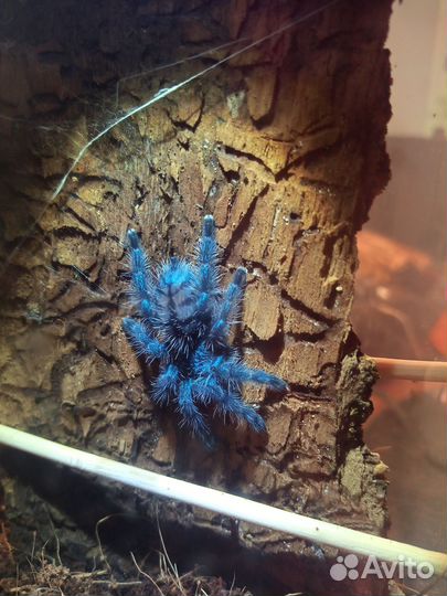 Пауки птицееды Avicularia versicolor,Bumba cabocla