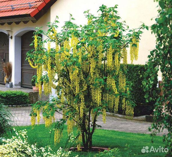 Семена 100 шт жёлтая акация,бобовник