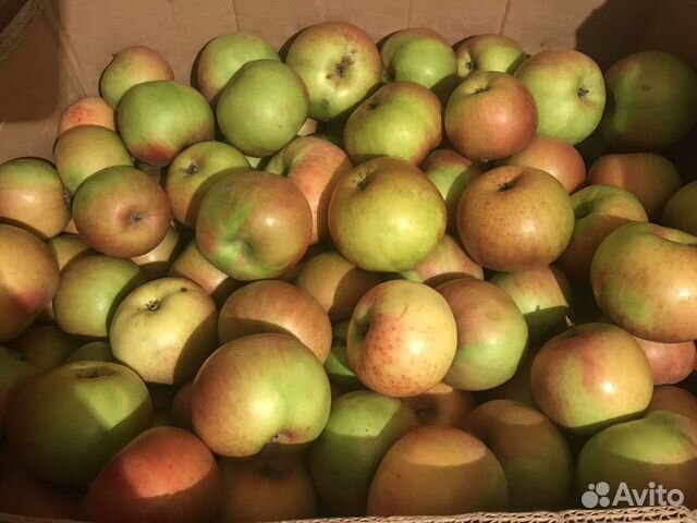 Продам яблоки Симиренко купить в Мытищах | Товары для дома и дачи | Авито