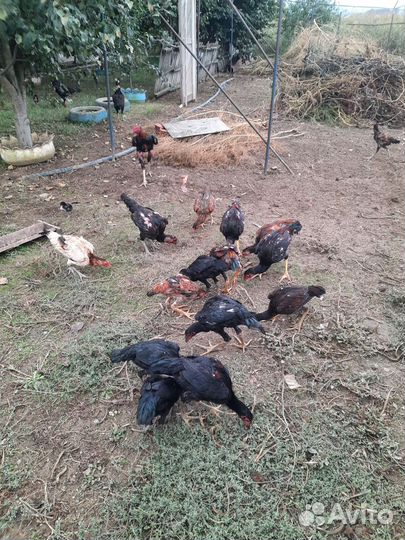 Байцовки куры