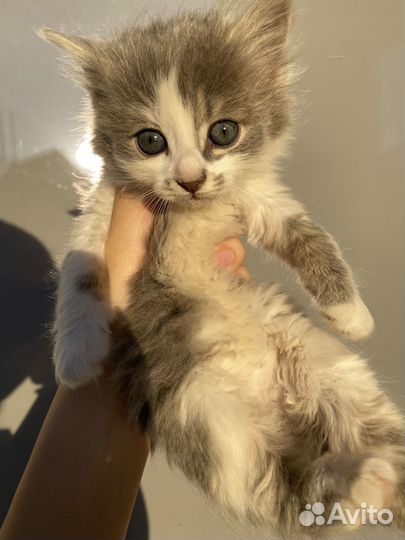 Котята в добрые руки даром