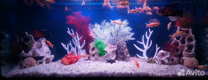 Чистка аквариума. Аквариумист