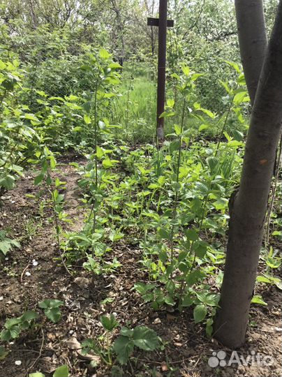 Кизил, фундук,черёмуха, ирга