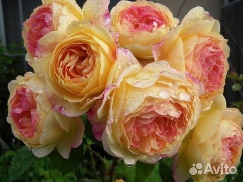 Роза Розоман Жанон