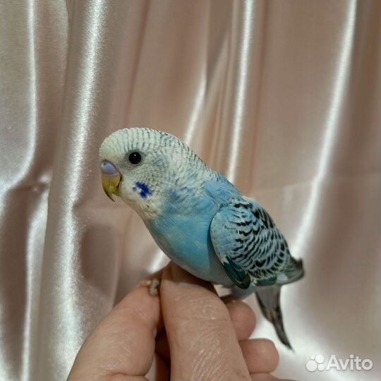 Попугай птенец