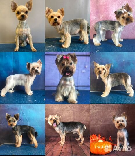 Груминг собак в Чертаново