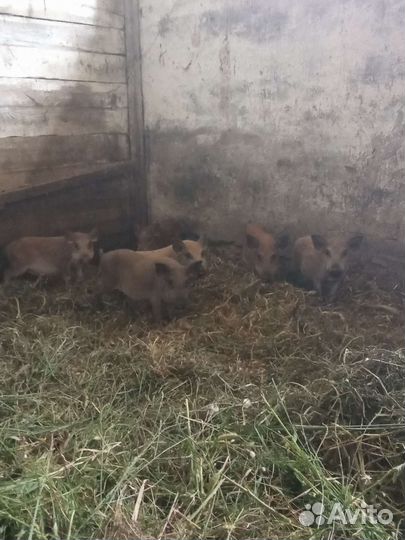 Поросята кармалы