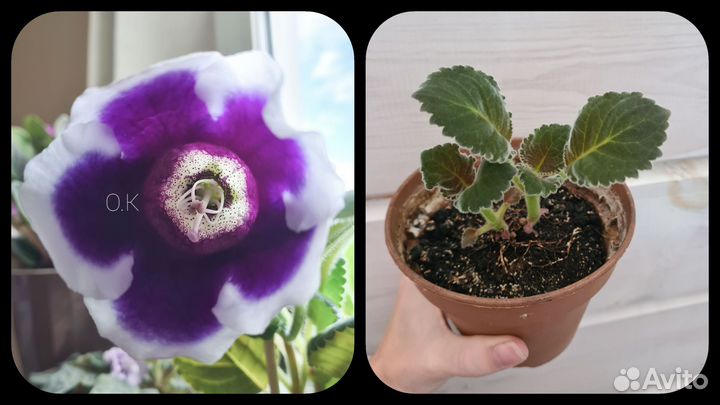 Тидеи и глоксинии