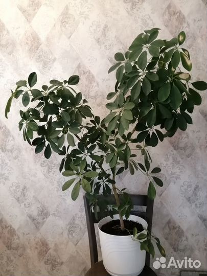 Комнатные цветы шефлера