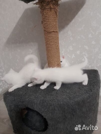 Продам котят