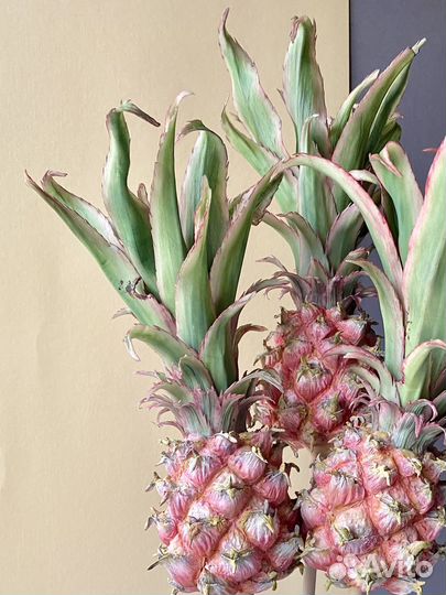 Ветка ананаса ручной работы