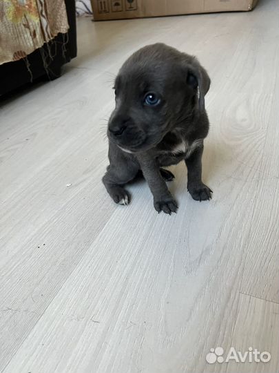 Щенки кане корсо