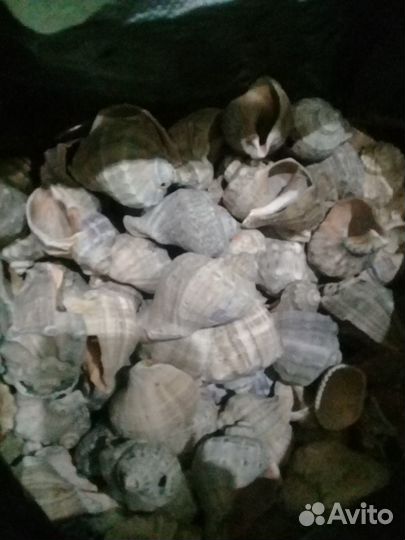 Ракушка рапан