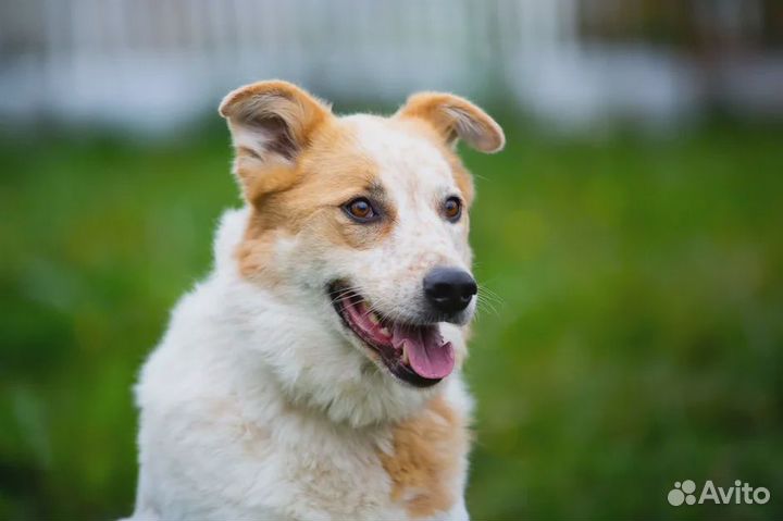 Эля в поисках любящей семьи