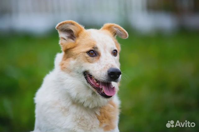 Эля в поисках любящей семьи