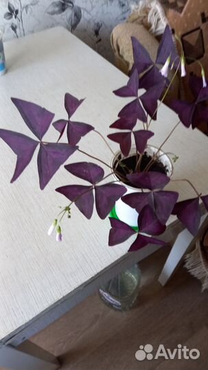 Оксалис (бабочка фиолетовая)