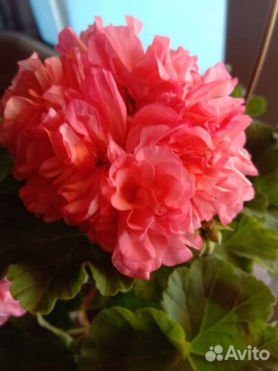 Пеларгония герань сортовая