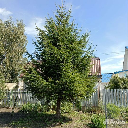 Елка живая 7 метров