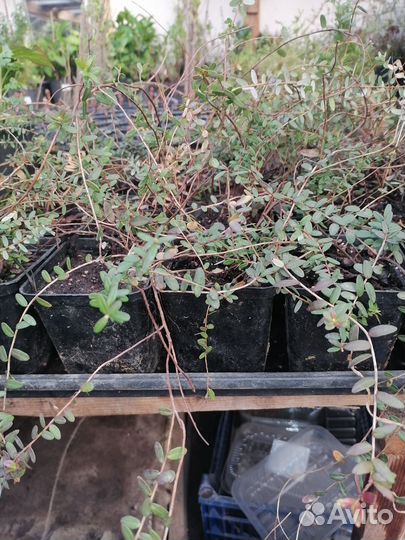 Клюква садовая саженцы