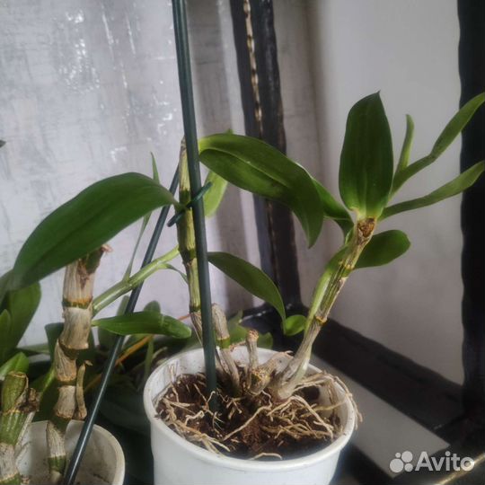 Орхидея дендробиум