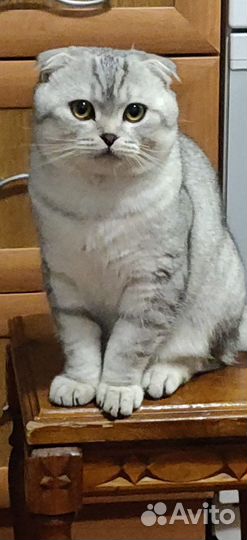Шотландский кот вязка