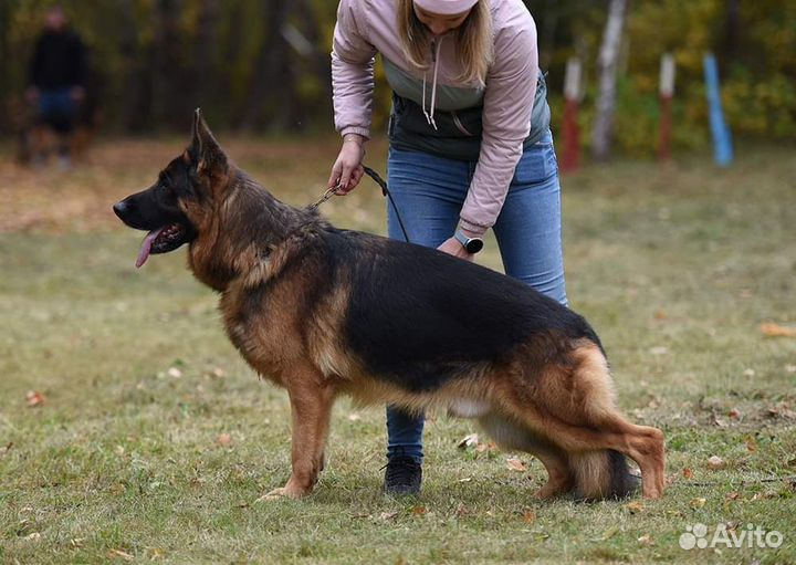 Девочки, длинношерстная и стандартная